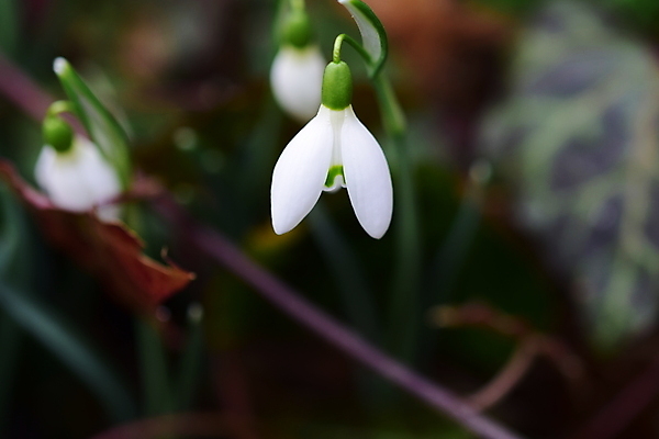 포토 JPG 해외이미지 꽃잎 꽃 잎 사람없음 아웃포커스 스노드롭 해외포토 식물 촬영기법 파일형식 이미지허브