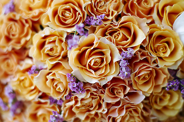 포토 JPG 해외이미지 식물 기념일 꽃잎 꽃 꽃다발 결혼 백그라운드 꽃무늬 오렌지 자연 휴가 프레임 발렌타인데이 선물 사랑 사람없음 장식 여름 컬러풀 뷰티 장미 우주 낭만 벚꽃 축하 신선 생일 개화 그룹 다발 열정 내추럴 많음 해외포토 계절 감정 컬러 컨셉 무늬 과일 데이이벤트 이벤트 생태계 파일형식 이미지허브