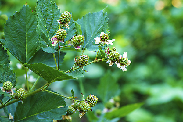 포토 JPG 해외이미지 식물 열매 음식 백그라운드 잎 농업 과일 자연 건강 사람없음 야외 빨간색 초록색 농작물 뷰티 정원 검은색 수확 성장 나뭇가지 신선 가시 그룹 선택 달콤 맛 다발 유기농 원예 포도나무 블랙베리 내추럴 숙성 채식주의자 맛있는 해외포토 나무 웰빙 산업 컬러 컨셉 취미 과일나무 생태계 채식 파일형식 이미지허브