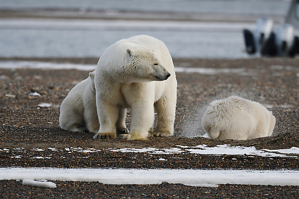 포토 JPG 해외이미지 주간 야생동물 곰 세마리 사람없음 야외 아웃포커스 북극곰 백곰 해외포토 자연요소 동물 포유류 촬영기법 3 파일형식 이미지허브