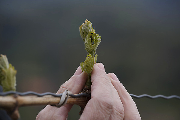 포토 JPG 해외이미지 식물 지구 음식 농업 과일 포도 건강 사람없음 경제 농작물 농장 와인 다양 수확 신선 덩굴 포도밭 포도나무 비타민 밭일 양조장 영양소 해외포토 산업 다수 밭 주류 과일나무 파일형식 이미지허브