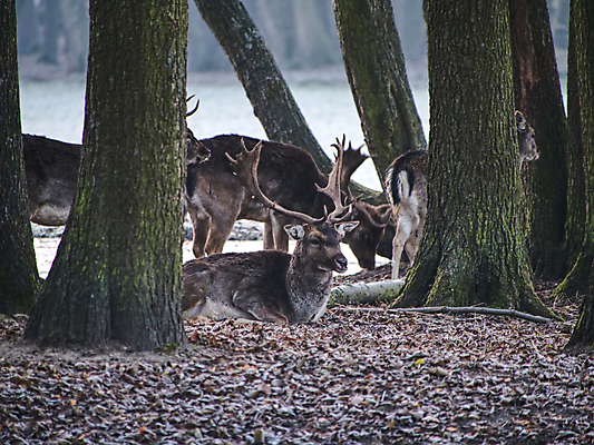 포토 JPG 해외이미지 동물 계절 얼굴 야생동물 백그라운드 포유류 자연 털 뿔 사람없음 야외 환경 달러 보라색 코트 가을 시골 숲 바퀴자국 황소 싸움 사냥 귀 지휘 짝짓기 내추럴 아기사슴 암사슴 반추동물 해외포토 새끼 컬러 돈 자국 모션 사슴 신체부위 외투 소 암컷 생태계 파일형식 이미지허브