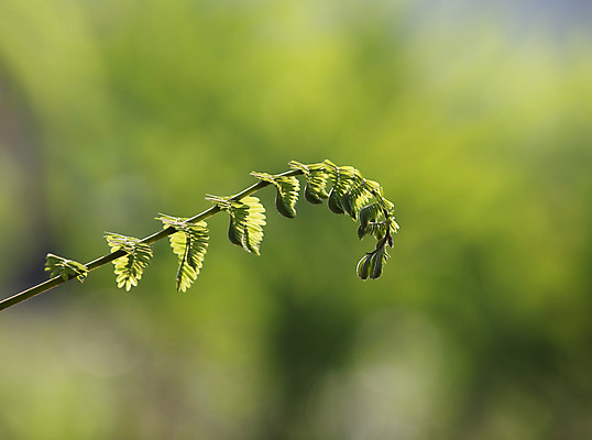 포토 JPG 해외이미지 나무 식물 계절 줄기 백그라운드 잎 패턴 자연 새로움 나선형 사람없음 야외 초록색 빛 새싹 환경 정원 봄 성장 나뭇가지 신선 숲 발사 열대우림 에코 내추럴 생태학 총쏘기 해외포토 교육 컬러 컨셉 무늬 모션 생태계 파일형식 이미지허브