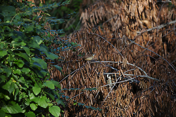 포토 JPG 해외이미지 나무 동물 척추동물 야생동물 과학 백그라운드 날개 자연 조류 생물 풍경 사람없음 야외 가로 뷰티 환경 다양 성장 나뭇가지 황무지 떨어짐 보호 작음 깃털 생물학 부리 장면 리빙 계산서 동물상 생태학 그리너리 해외포토 식물 교육 다수 컨셉 조형물 크기 생태계 파일형식 트랜드컬러 이미지허브