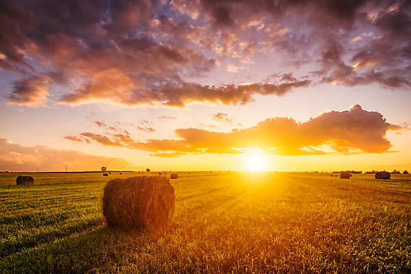 포토 JPG 해외이미지 자연 하늘 사람없음 야외 햇빛 태양 일몰 건초더미 해외포토 자연요소 노을 건초 생태계 파일형식 더미 이미지허브