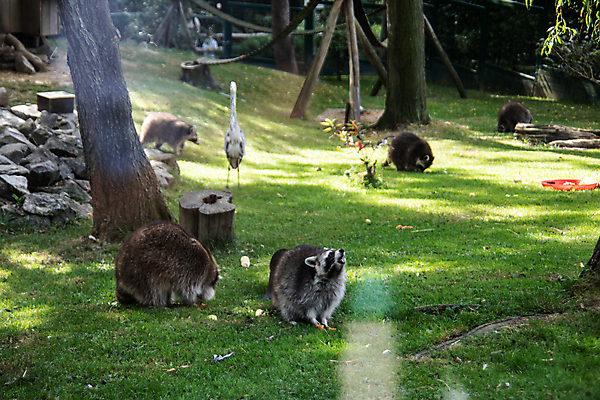 포토 JPG 해외이미지 자연 털 초원 사람없음 야외 줄무늬 숲 속도 해외포토 무늬 생태계 파일형식 이미지허브