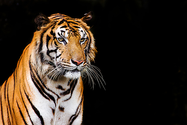 포토 JPG 해외이미지 동물 응시 시선 아시아 얼굴 야생동물 백그라운드 오렌지 포유류 털 사람없음 뷰티 반사 머리 검은색 고양이 줄무늬 분노 흰색 물방울 표현 호랑이 닫기 위험 사파리 육식동물 사냥꾼 표범 고립 공격적 시베리아 해외포토 직업 감정 나라 컬러 컨셉 무늬 과일 모션 신체부위 반려동물 파일형식 이미지허브