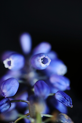 포토 JPG 해외이미지 모양 식물 계절 기념일 꽃 꽃다발 백그라운드 꽃무늬 자연 벽지 부활절 사람없음 장식 초록색 파란색 컬러풀 뷰티 귀여움 봄 들꽃 성장 벚꽃 시골 신선 생일 개화 다발 심볼 원예 엽서 내추럴 블루벨 옛날 히아신스 해외포토 컬러 컨셉 무늬 이벤트 취미 편지 생태계 파일형식 이미지허브