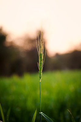 포토 JPG 해외이미지 식물 빵 줄기 백그라운드 밭 농업 자연 아침 건조 건강 옥수수 씨앗 사람없음 초록색 농작물 농장 노란색 수확 성장 시골 못 닫기 낟알 시리얼 밀 굽기 묘사 유기농 밀가루 밀짚 제비 내추럴 밭일 호밀 귀리 해외포토 주간 웰빙 산업 음식 컬러 모션 조류 곡류 공구 짚 가루 구이 생태계 파일형식 이미지허브