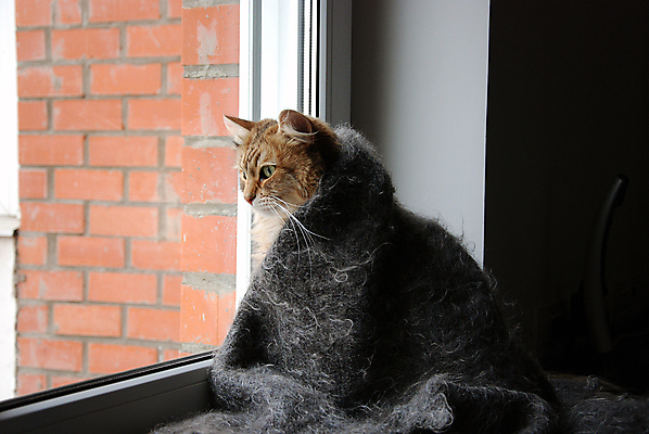 포토 JPG 해외이미지 동물 응시 잎 포유류 발 놀이 수염 주택 털 따뜻함 사람없음 야외 빨간색 초록색 파란색 반려동물 고양이 줄무늬 산책 회색 흰색 표현 작음 꼬리 솜털 수의사 거짓말 발톱 총구 해외포토 식물 시선 컬러 무늬 휴식 건물 신체부위 의사 크기 파일형식 이미지허브