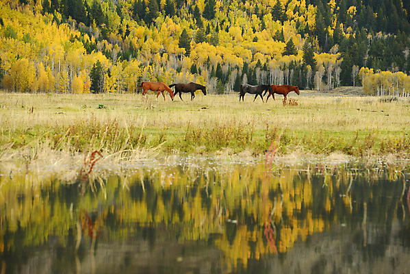 포토 JPG 해외이미지 잎 포유류 자연 산 사람없음 달리기 농장 마을 미국 카우보이 숲 와이오밍 해외포토 식물 동물 북아메리카 농업 모션 생태계 파일형식 이미지허브