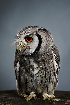 포토 JPG 해외이미지 스튜디오촬영 학생 응시 얼굴 야생동물 오렌지 아프리카 자연 조류 사람없음 뷰티 검은색 줄무늬 회색 흰색 야간 작음 먹이 깃털 묘사 경계 부리 육식동물 부엉이 사냥꾼 북쪽 붓꽃 노려봄 계산서 내추럴 해외포토 자연요소 동물 직업 시선 꽃 나라 컬러 무늬 과일 실내 표정 신체부위 크기 방향 생태계 파일형식 이미지허브