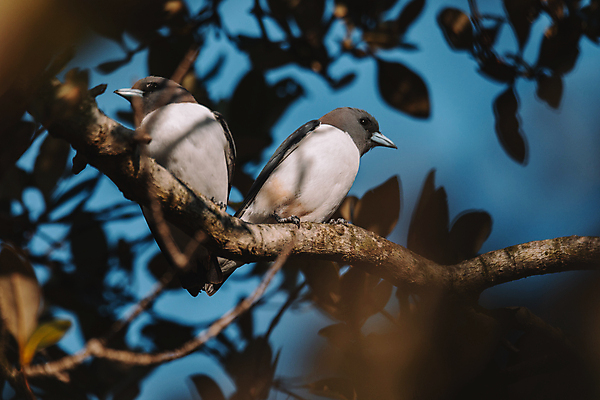 포토 JPG 해외이미지 나무 동물 야생동물 백그라운드 자연 조류 하늘 사람없음 야외 파란색 검은색 회색 흰색 나뭇가지 관찰 오세아니아 호주 작음 깃털 부리 시드니 내추럴 동물상 카피스페이스 해외포토 식물 나라 컬러 모션 조형물 공백 크기 생태계 파일형식 이미지허브