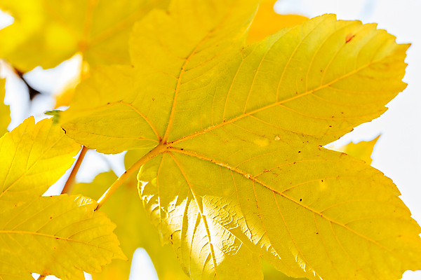 포토 JPG 해외이미지 나무 계절 공원 백그라운드 단풍 잎 오렌지 자연 하늘 추상 사람없음 야외 목재 컬러풀 태양 뷰티 갈색 노란색 환경 성장 나뭇가지 최고 황금 정상 숲 내추럴 해외포토 자연요소 식물 공공시설 컬러 무늬 과일 재료 생태계 파일형식 이미지허브