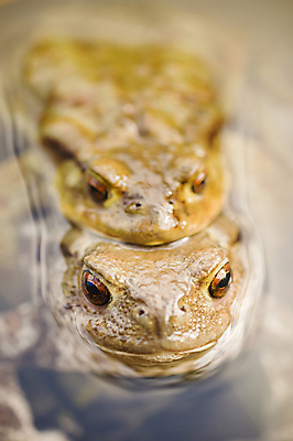 포토 JPG 해외이미지 동물 여자 남자 유럽 호수 야생동물 자연 개구리 양서류 사람없음 물 갈색 환경 계란 젖음 관찰 연못 스웨터 서식지 두꺼비 짝짓기 동물상 울퉁불퉁 못생김 해외포토 자연요소 나라 컬러 상의 모션 사람 조형물 알 생태계 파일형식 이미지허브