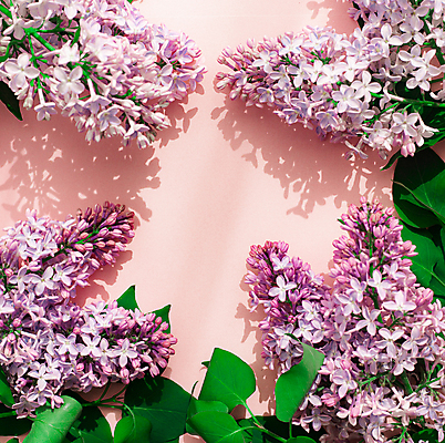 포토 JPG 해외이미지 꽃 분홍색 실내 그림자 사람없음 라일락 해외포토 식물 컬러 내부 파일형식 이미지허브