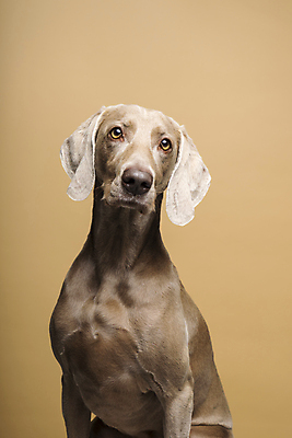 포토 JPG 해외이미지 스튜디오촬영 동물 척추동물 한마리 포유류 실내 사람없음 반려동물 뷰티 귀여움 믿음 듣기 회색 게임 개 달콤 스마트 호기심 흰배경 사냥 향기 사냥개 송곳니 거짓말 유래 주목 혼자 해외포토 1 감정 컬러 백그라운드 컨셉 모션 놀이 내부 흰색 맛 치아 냄새 파일형식 이미지허브