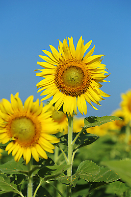 포토 JPG 해외이미지 주간 줄기 잎 꽃밭 하늘 해바라기 사람없음 야외 아웃포커스 해외포토 자연요소 식물 꽃 촬영기법 파일형식 이미지허브
