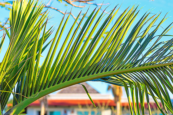 포토 JPG 해외이미지 주간 사람없음 야외 건물 야자수잎 해외포토 자연요소 건축물 잎 파일형식 이미지허브
