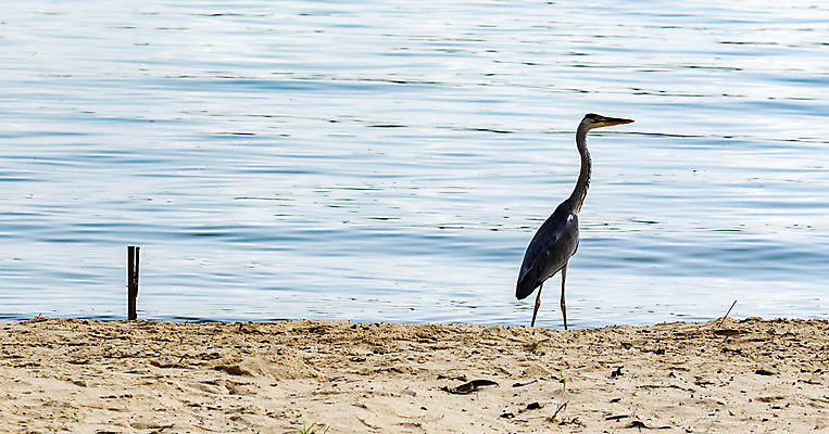 포토 JPG 해외이미지 동물 야생동물 모래 파도 바다 섬 여행 백그라운드 날개 자연 조류 하늘 아침 휴가 서기 풍경 사람없음 야외 물 여름 파란색 태양 뷰티 환경 회색 흰색 황무지 왜가리 깃털 휴양지 부리 목 남쪽 몰디브 내추럴 동물상 수평선 해외포토 주간 자연요소 계절 아시아 컬러 모션 신체부위 조형물 장소 방향 생태계 파일형식 이미지허브