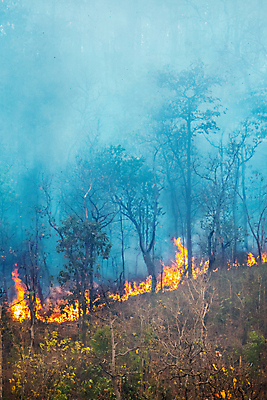 포토 JPG 해외이미지 나무 산 사람없음 야외 연기 숲 위험 산불 해외포토 식물 컨셉 화재 파일형식 이미지허브