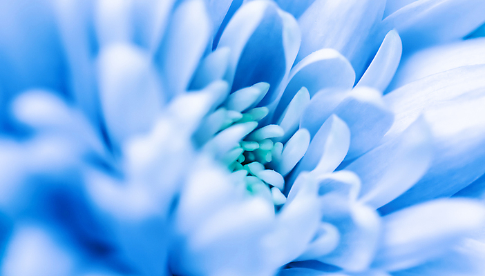 포토 JPG 해외이미지 식물 디자인 계절 꽃잎 꽃 백그라운드 컨셉 꽃무늬 자연 추상 휴가 국화 미술 사람없음 초록색 파란색 빛 환경 봄 수확 성장 벚꽃 신선 신용카드 개화 선택 질감 복고 데이지 부드러움 내추럴 해외포토 컬러 무늬 농업 문화예술 금융 감각 생태계 파일형식 이미지허브