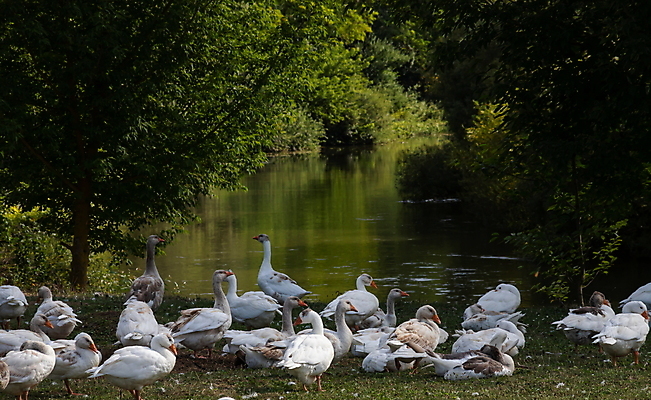 포토 JPG 해외이미지 동물 야생동물 백그라운드 밭 농업 가정 자연 조류 오리 사람없음 야외 초록색 물 농장 걷기 가축 봄 흰색 시골 그룹 군중 깃털 부리 목 거위 내추럴 동물상 밭일 해외포토 자연요소 계절 산업 컬러 모션 사람 신체부위 조형물 생태계 파일형식 이미지허브