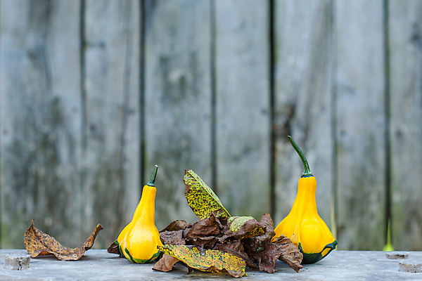 포토 JPG 해외이미지 식물 접시 음식 백그라운드 농업 다이어트 채소 오렌지 재료 자연 탁자 호박 파슬리 건강 요리 사람없음 목재 가로 초록색 갈색 노란색 식사 신선 닫기 먹기 유기농 날것 박 스쿼시 내추럴 점심식사 고립 숙성 주키니 채식주의자 해외포토 나무 식기 웰빙 산업 스포츠 컬러 가구 과일 모션 구기 생태계 채식 파일형식 이미지허브
