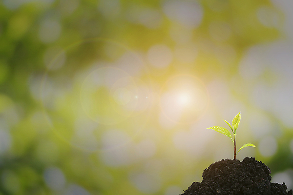 포토 JPG 해외이미지 나무 식물 계절 지구 줄기 백그라운드 컨셉 잎 농업 자연 성공 새로움 사람없음 초록색 글로벌 뷰티 새싹 환경 정원 흙 봄 꿈 수확 성장 흰색 신선 잡기 보호 작음 에코 원예 개발 고립 땅바닥 모종 묘목 생태학 카피스페이스 그리너리 해외포토 교육 산업 컬러 모션 바닥 취미 공백 크기 생태계 파일형식 트랜드컬러 이미지허브