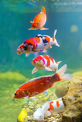 포토 JPG 해외이미지 동물 전통 디자인 아시아 물결 파도 백그라운드 오렌지 자연 어류 미술 동양인 사람없음 빨간색 물 세트 컬러풀 반사 노란색 정원 일본 점프 검은색 수영 중국 희망 흰색 연못 신선 개울 황금 정상 속도 수족관 잉어 내추럴 이국적 많음 해외포토 자연요소 감정 나라 바다 컬러 컨셉 과일 모션 문화예술 인종 강 수중동물 수상스포츠 생태계 파일형식 이미지허브