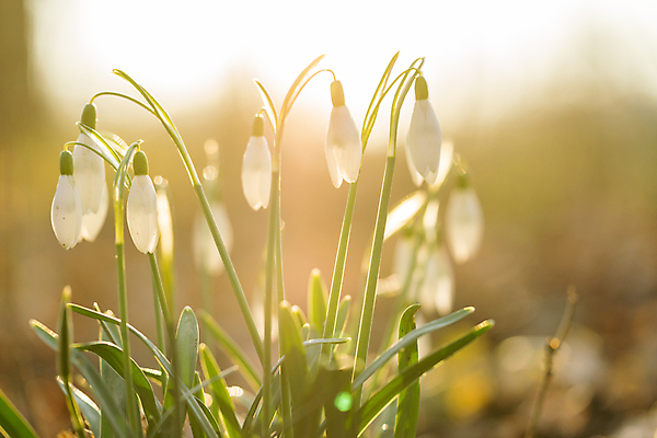 포토 JPG 해외이미지 식물 계절 꽃 잎 겨울 꽃무늬 밭 자연 아침 풍경 초원 사람없음 야외 초록색 물 여름 햇빛 환경 정원 봄 젖음 성장 벚꽃 흰색 신선 닫기 떨어짐 숲 이슬 보케 내추럴 헌병 해외포토 주간 자연요소 컬러 컨셉 무늬 농업 모션 태양 군인 생태계 파일형식 이미지허브