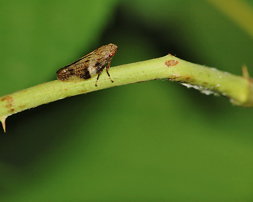 포토 JPG 해외이미지 식물 야생동물 곤충 잎 자연 사람없음 초록색 해충 벌레 해외포토 동물 컬러 생태계 파일형식 이미지허브