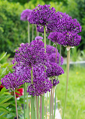 포토 JPG 해외이미지 식물 계절 꽃잎 꽃 꽃무늬 자연 풍경 사람없음 야외 여름 환경 정원 봄 성장 벚꽃 신선 개화 닫기 생태계 원예 화단 내추럴 영원 해외포토 무늬 모션 취미 파일형식 이미지허브