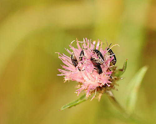 포토 JPG 해외이미지 동물 꽃 야생동물 곤충 자연 사람없음 야외 해충 벌레 딱정벌레 동물상 해외포토 식물 조형물 생태계 파일형식 이미지허브