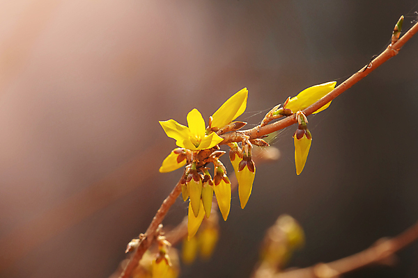 포토 JPG 해외이미지 나무 식물 계절 꽃잎 꽃 백그라운드 잎 꽃무늬 자연 사람없음 야외 아웃포커스 초록색 노란색 정원 봄 성장 벚꽃 나뭇가지 신선 소프트포커스 4월 식물원 생태학 카피스페이스 해외포토 교육 컬러 무늬 촬영기법 공백 날짜 생태계 파일형식 이미지허브