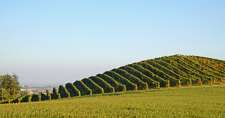 포토 JPG 해외이미지 나무 식물 구름 계절 음식 여행 잎 밭 농업 오렌지 과일 자연 하늘 포도 아침 휴가 풍경 초원 사람없음 야외 초록색 여름 파란색 뷰티 농장 일출 와인 계곡 일몰 봄 성장 가을 시골 신선 호주 언덕 포도밭 포도나무 강렬 양조장 해외포토 주간 자연요소 산업 컬러 주류 노을 오세아니아 과일나무 생태계 파일형식 이미지허브