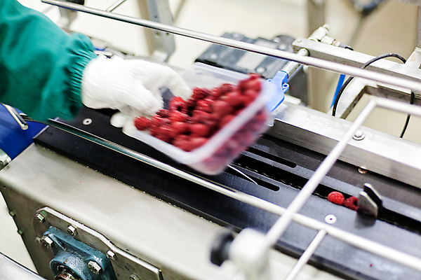 포토 JPG 해외이미지 손 공장 들기 신체부위 냉동 기계 제조 담기 산딸기 포장용기 식품공장 냉동식품 해외포토 음식 과일 공업 모션 사람 포장재료 파일형식 이미지허브