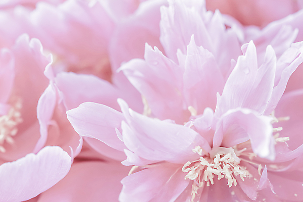 포토 JPG 해외이미지 꽃잎 꽃 분홍색 근접촬영 사람없음 해외포토 식물 뷰포인트 컬러 파일형식 이미지허브