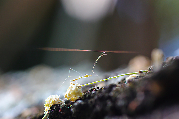 포토 JPG 해외이미지 나무 꽃 줄 줄기 곤충 백그라운드 모션 자연 표면 추상 안테나 사람없음 가로 초록색 뷰티 갈색 노란색 환경 사진촬영 웹 미니어처 회색 투명 거친 막대기 벌레 숲 작음 진동 꽃가루 나무껍질 내추럴 아카시아 꽃수술 남아프리카 얇은 취급주의 해외포토 식물 동물 컬러 무늬 인터넷 통신 아프리카 경고 모형 촬영 껍질 크기 가루 생태계 파일형식 이미지허브