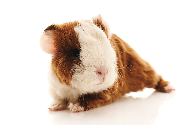 포토 JPG 해외이미지 한마리 사람없음 기니피그 해외포토 1 포유류 파일형식 이미지허브