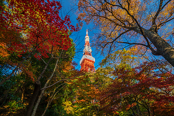 포토 JPG 해외이미지 공원 아시아 여행 통신 하늘 풍경 사람없음 빨간색 파란색 도시풍경 컬러풀 여행객 탑 금속 일본 가을 도시 도쿄 큼 심볼 정사각형 지역 대도시 해외포토 도형 건축물 계절 공공시설 나라 컬러 재질 사람 크기 파일형식 이미지허브