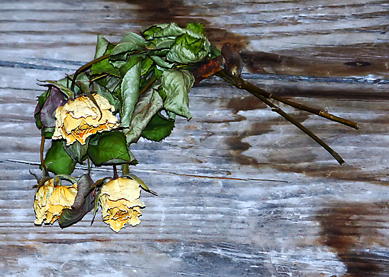 포토 JPG 해외이미지 식물 꽃잎 꽃 잎 자연 발렌타인데이 사랑 사람없음 빨간색 초록색 장미 노란색 추위 죽음 실패 향수 심플 방법 스크랩북 옛날 해외포토 감정 컬러 데이이벤트 화장품 좌절 생태계 파일형식 이미지허브