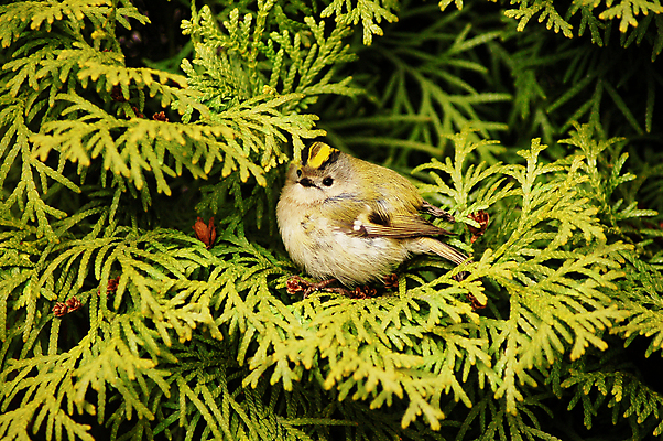 포토 JPG 해외이미지 나무 동물 공원 열매 야생동물 백그라운드 자연 조류 앉기 사람없음 야외 뷰티 나뭇가지 숲 깃털 부리 서식지 수유 전국 해외포토 식물 공공시설 모션 생태계 파일형식 이미지허브
