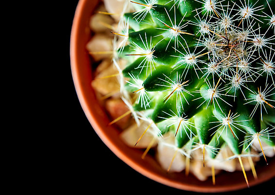 포토 JPG 해외이미지 화분 검은배경 선인장 실내 사람없음 하이앵글 가시 날카로움 선인장화분 해외포토 식물 뷰포인트 백그라운드 내부 검은색 파일형식 이미지허브