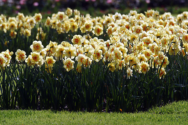 포토 JPG 해외이미지 식물 계절 꽃잎 꽃 백그라운드 잎 꽃무늬 밭 전구 자연 부활절 잔디 사람없음 초록색 노란색 정원 봄 성장 벚꽃 개화 원예 수선화 해외포토 기념일 컬러 무늬 농업 취미 생태계 파일형식 이미지허브