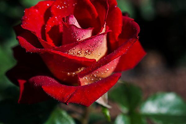 포토 JPG 해외이미지 꽃 자연 근접촬영 사람없음 야외 빨간색 장미 물방울 해외포토 식물 뷰포인트 컬러 생태계 파일형식 이미지허브