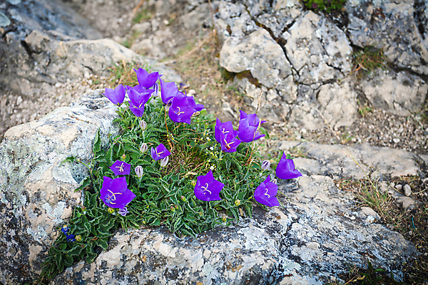 포토 JPG 해외이미지 식물 꽃잎 꽃 줄기 백그라운드 꽃무늬 자연 사람없음 장식 초록색 물 여름 파란색 뷰티 정원 보라색 봄 벚꽃 종 흰색 물방울 나뭇가지 닫기 이슬 내추럴 고립 블루벨 캄파눌라 해외포토 자연요소 나무 계절 컬러 무늬 모션 생태계 파일형식 이미지허브