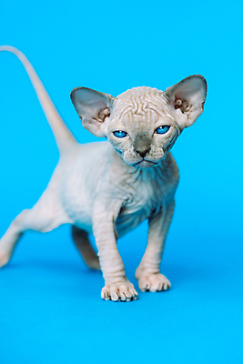 포토 JPG 해외이미지 스튜디오촬영 전신 동물 한마리 응시 여자 백그라운드 캐나다 장난 포유류 놀이 수염 서기 사람없음 파란색 머리 귀여움 고양이 가축 회색 표현 아기 작음 피부 꼬리 귀 목 스핑크스 몸단장 기르기 유래 해외포토 1 시선 컬러 컨셉 북아메리카 모션 실내 이집트 사람 신체부위 반려동물 크기 돌봄 파일형식 이미지허브
