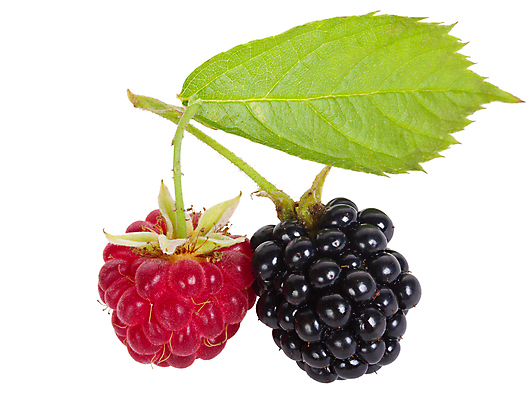 포토 JPG 해외이미지 열매 음식 백그라운드 잎 2 과일 자연 건강 사람없음 빨간색 초록색 검은색 흰색 나뭇가지 신선 쌍 달콤 오브젝트 상쾌 유기농 산딸기 블랙베리 내추럴 고립 섞기 숙성 채식주의자 맛있는 해외포토 나무 식물 웰빙 감정 컬러 맛 생태계 채식 파일형식 이미지허브