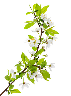 포토 JPG 해외이미지 나무 식물 계절 꽃잎 꽃 백그라운드 잎 과일 자연 새로움 사람없음 초록색 뷰티 봄 성장 벚꽃 흰색 나뭇가지 꽃술 신선 개화 자두 고립 꽃수술 처음 해외포토 컬러 컨셉 생태계 파일형식 이미지허브